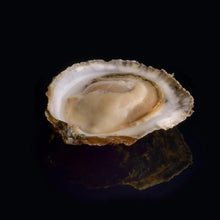 Load image into Gallery viewer, Oyster Plate David Herve 24 Pcs