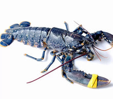 Load image into Gallery viewer, Blue Lobster Thermidor 2 Half Shells
