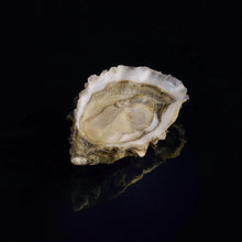 Load image into Gallery viewer, Oyster Fine de Claire David Herve 24 Pcs
