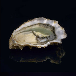 Oyster Secrete David Herve 24 Pcs