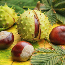 Load image into Gallery viewer, Chestnut cream from Aveyron Clement Faugier
